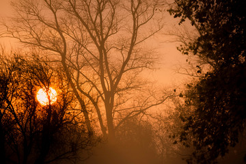 Autumn sunrise through mist and trees