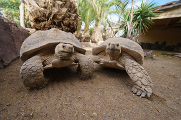 Naklejka premium Portrait of a turtle's сouple