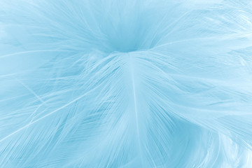 Blue pastel color chicken feathers texture background.