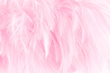 Soft pink feathers texture background.