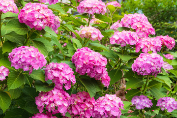 Obraz premium あじさい 日本の花