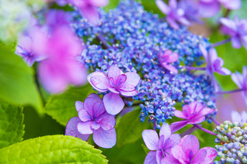 あじさい　日本の花