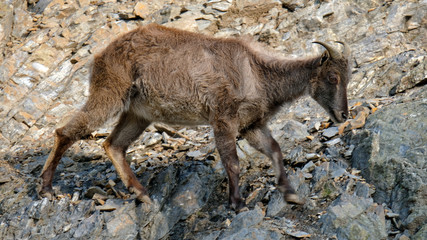 dark brown male himalayan tahr close-up on the rock hill. It is a wild goat and large even-toed ungulate native to the Himalayas in southern Tibet, northern Pakistan, northern India and Nepal.