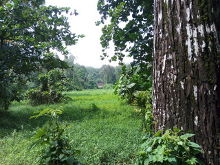pine tree in the park city