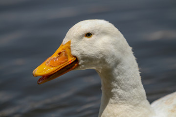 Portrait of a goose