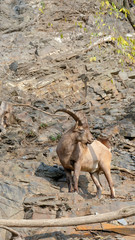 brown West Caucasian tur long horn stand on the rock mountain. It is a mountain-dwelling goat-antelope found only in the western half of the Caucasus Mountains range. 