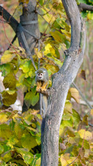 Common squirrel monkey sit on the branch tree. It is a small New World monkey of the family Cebidae, native to the tropical areas of South America. 