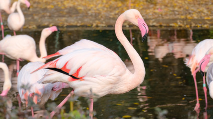 greater flamingo standing in the river. It i the most widespread and largest species of the flamingo family. It is found in Africa, on the Indian subcontinent, in the Middle East, and in southern Euro