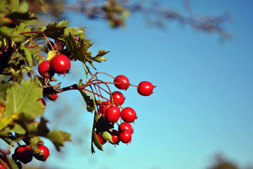 Crataegus (hawthorn, quickthorn, thornapple, May tree, whitethorn, hawberry) red ripe berries on branch with green leaves close up detail macro, bright blue sky background