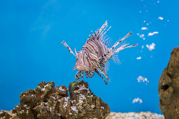 Pterois volitans with stones in aquarium fish tank. It is also known as red lionfish.