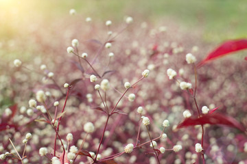 Small flowers with red leaves. Flower field background.