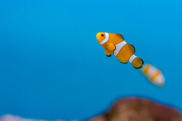 Amphiprion ocellaris in aquarium fish tank. It is also known as ocellaris clownfish, false percula clownfish , clown anemonefish or common clownfish.