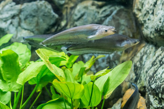 Phalacronotus bleekeri in aquarium fish tank. It is also known as Whisker sheatfish.