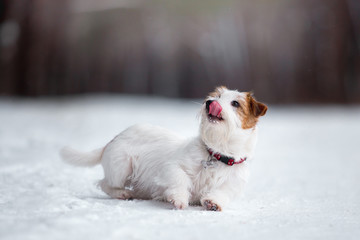 Beautiful puppy of breed Jack Russell Terrier in the winter forest