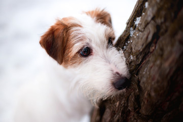 Beautiful puppy of breed Jack Russell Terrier in the winter forest