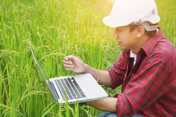 Smart Farming.Management Information System using technologies in agriculture.farmer with laptop computer in field using apps and internet of things(IOT) in production and agricultural research © mansong