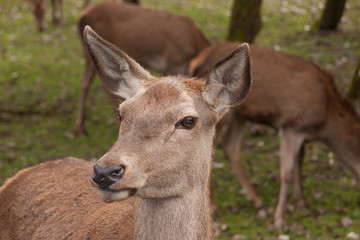 Portrait eines Rothirsch (Cervus elaphus)