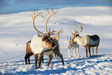 Reindeers in natural environment, Tromso region, Northern Norway