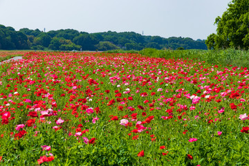 ポピー畑　日本の河川敷