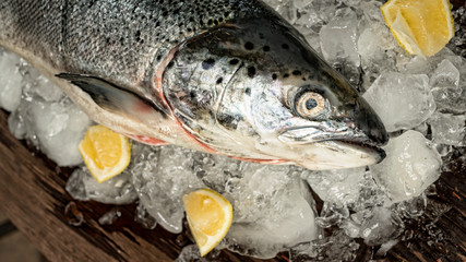 Salmon, fresh fish, fish on ice, advertising, fish store