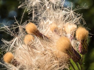 Distel