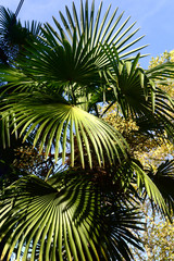 palm tree leaves