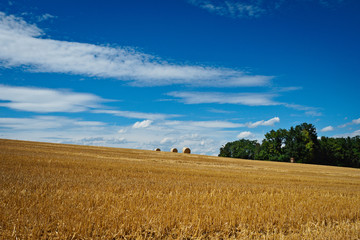 Obraz premium Weizenfeld I