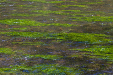 Flußdetail mit Wasserpflanzen