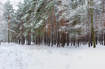 Forest marge covered with snow in cloudy weather
