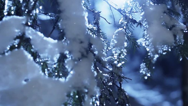 Close up of beautiful dark green branches of pine tree covered by crystal white and blue snow blanket at cold winter night at moon light with no people and animals