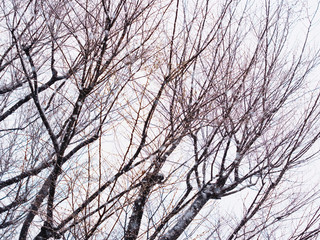 樹木の雪景色