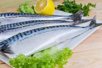 Raw carcasses of Atlantic mackerel with greens at selective focus