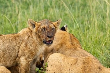 Bloody muzzle of a lion cub