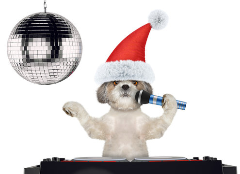 Shitzu dog in christmas hats singing with microphone a karaoke song. Isolated on white