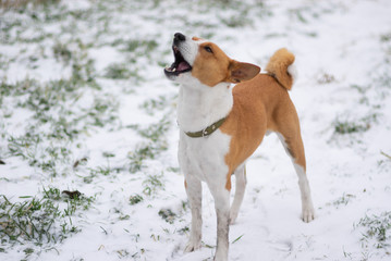 Portrait of brave Basenji dog standing on a snow covered ground and screaming to heavens - Africa,...