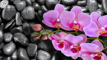 Obraz na płótnie Canvas Orchid lies on black stones with drops of water