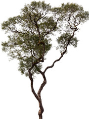 Fototapeta premium Isolated tree and white background.