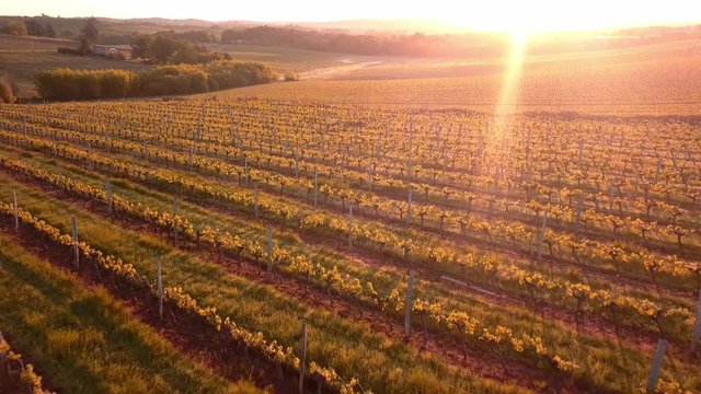 Aerial flight over beautiful vineyard landscape in France at sunset. 4K UHD.