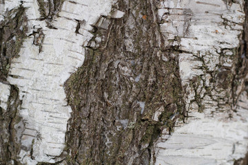 tree bark in a forest covered with snow close-up - a natural background