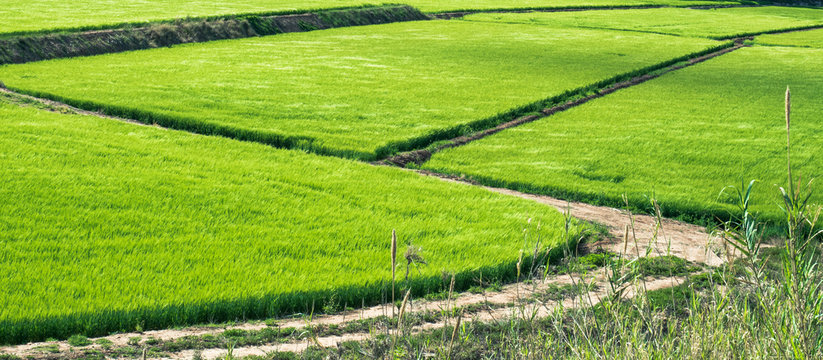 Campos de trigo estos d&iacute;as junto al R&iacute;o Mundo