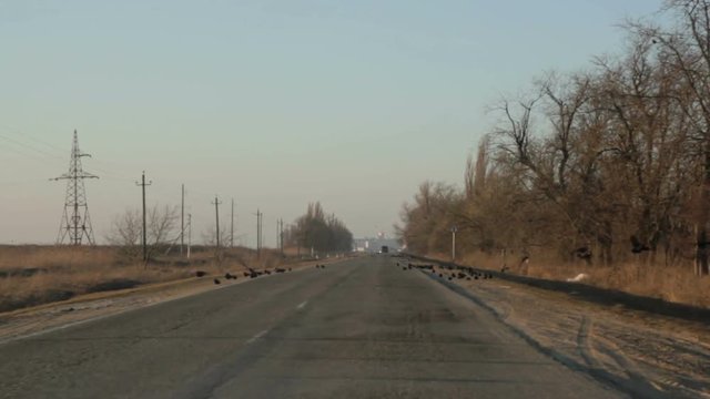 Crows scatter from the road