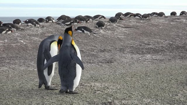 King penguins standing on the beach of Saunders Island, Falkland Islands