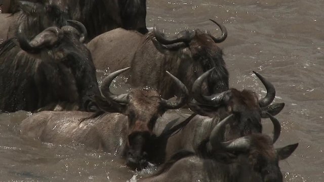 Blue Wildebeest (Connochaetes taurinus)  crossing the Mara river  during their annual migration, Serengeti N.P., Tanzania.