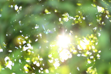 Obraz premium abstract blur sun light summer in the morning with green bokeh nature background