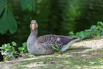 Goose near to the water