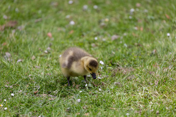 Young canadian goose on the grass