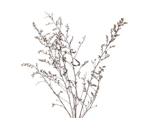 Dry field grass with seeds isolated on white background © dule964