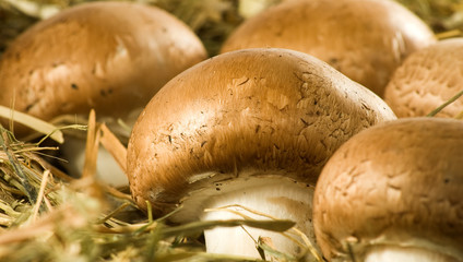 image of champignon mushrooms close up
