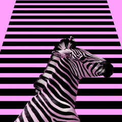 Minimal Contemporary collage art.  Zebra and zebra background.