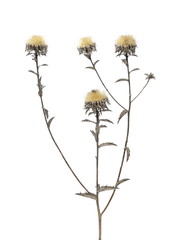Dry burdock flower isolated on white background with clipping path